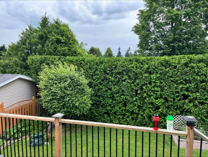 Hedge trimming - After