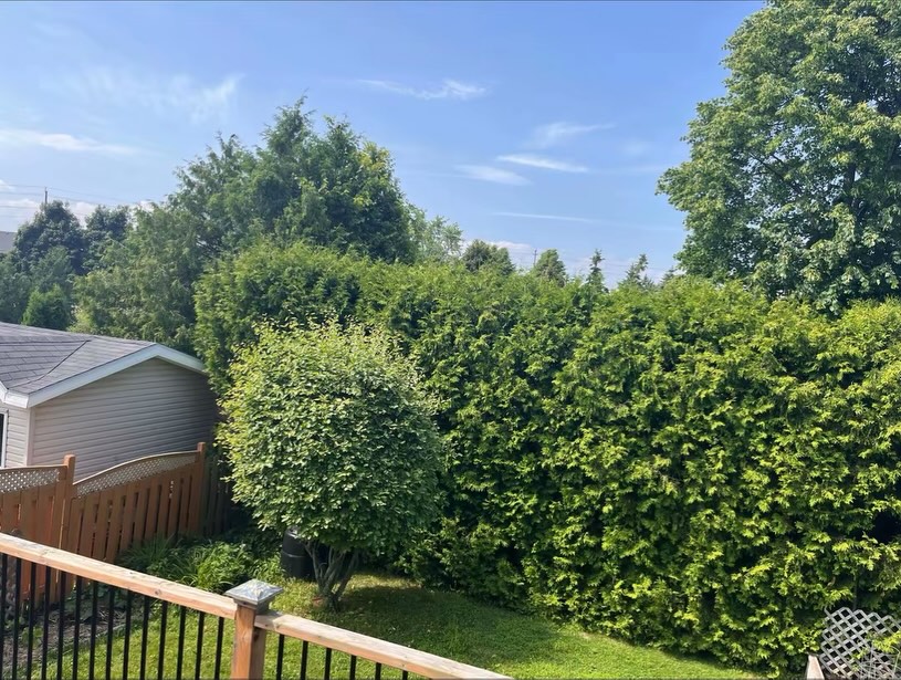 Hedge trimming - Before